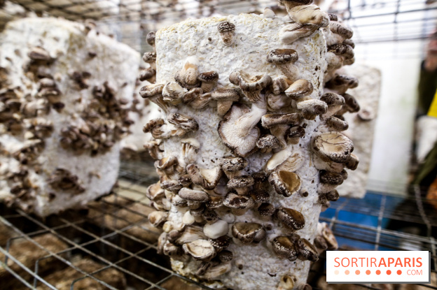 La Caverne, ferme urbaine bio à Paris, nos photos - IMG 2225