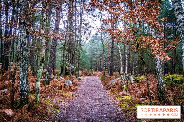 Le sentier de l'érosion à Fontainebleau - balade en forêt -  A7C4633