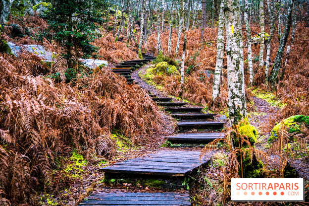 Le sentier de l'érosion à Fontainebleau - balade en forêt -  A7C4620 HDR