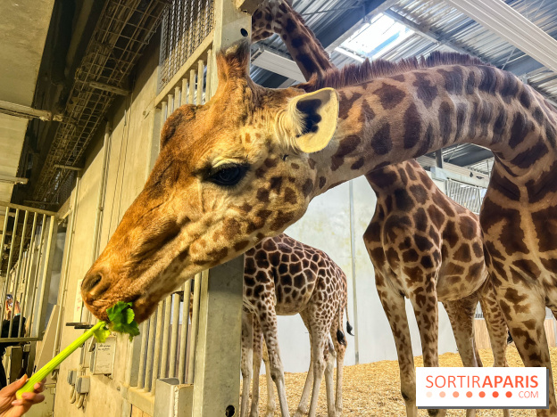 Zoo de Vincennes, Parc zoologique 2024 - girafes