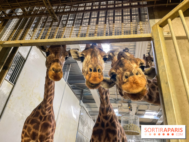 Zoo de Vincennes, Parc zoologique 2024 - girafes