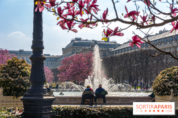 Les magnolias du Jardin du Palais Royal  - printemps - visuel Paris - fontaine - chaleur