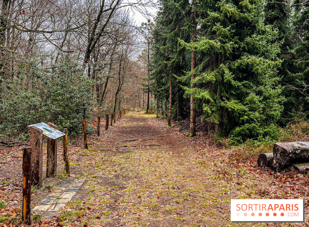 Arbor&Sens, l'Arboretum de Franchard en forêt de Fontainebleau - les photos - IMG 7940