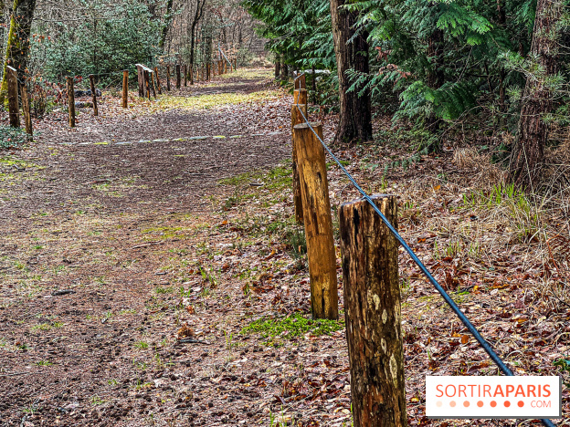 Arbor&Sens, l'Arboretum de Franchard en forêt de Fontainebleau - les photos - IMG 7937
