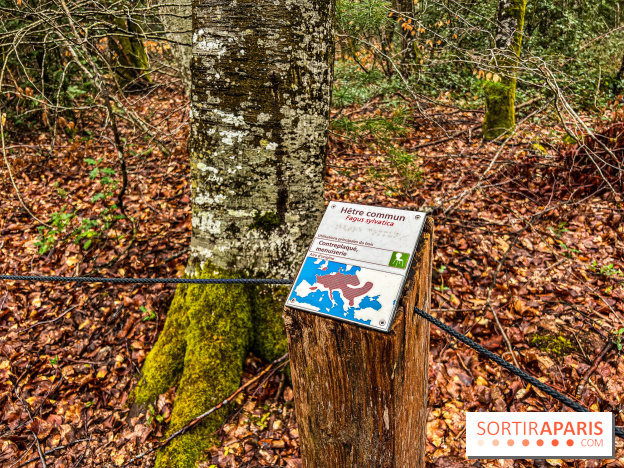 Arbor&Sens, l'Arboretum de Franchard en forêt de Fontainebleau - les photos - IMG 7935