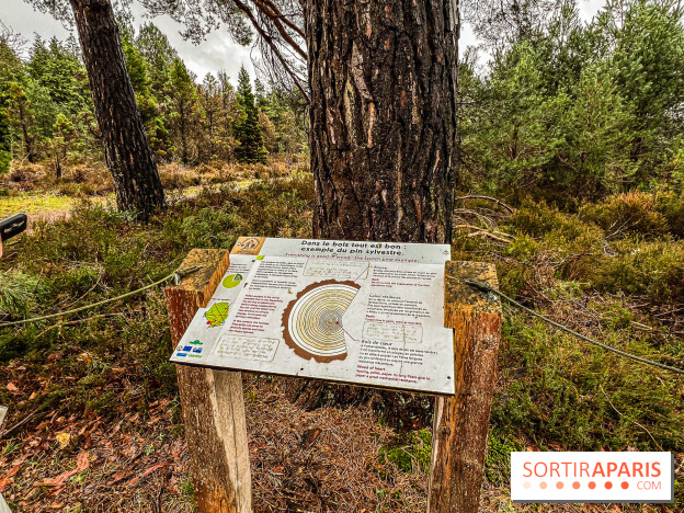 Arbor&Sens, l'Arboretum de Franchard en forêt de Fontainebleau - les photos