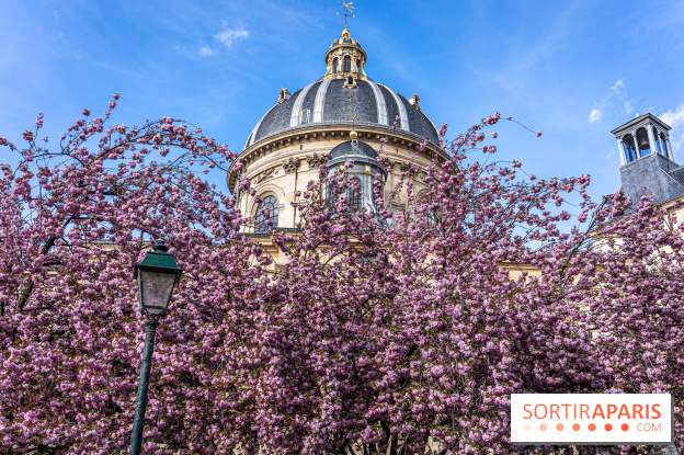 Square Gabriel Pierné à Paris - cerisiers en fleurs