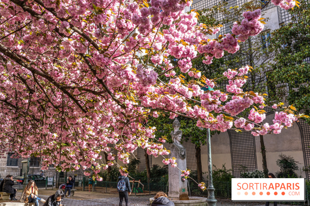 Square Gabriel Pierné à Paris - cerisiers en fleurs -  A7C0349