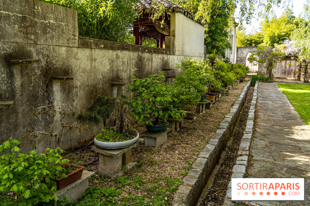 Jardin Yili, le jardin chinois caché dans les Yvelines -  bonsaï