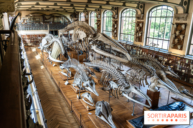 La Galerie de Paléontologie et d'Anatomie comparée du Muséum au Jardin des Plantes