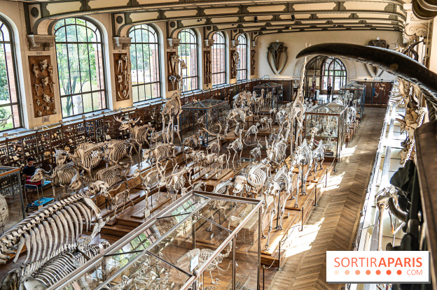 La Galerie de Paléontologie et d'Anatomie comparée du Muséum au Jardin des Plantes