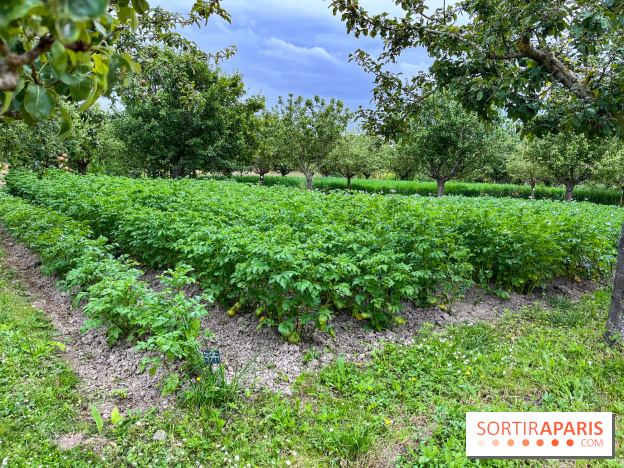 Potager-Fruitier de la Roche Guyon - nos photos