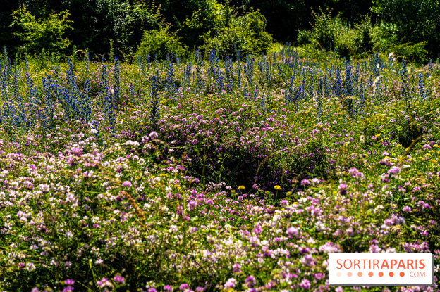 Le Parc du peuple de l'herbe dans les Yvelines - Étang de Galiotte - Carrières-sous-Poissy - A7C7504