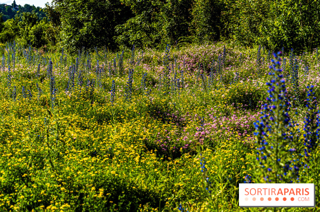 Le Parc du peuple de l'herbe dans les Yvelines - Étang de Galiotte - Carrières-sous-Poissy - A7C7535