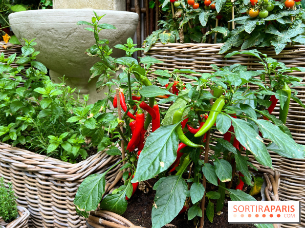 Le Potager, Roch Hotel & Spa - Potager