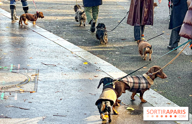 Paris Sausage Walk 2024 : la marche des teckels de retour dans la capitale