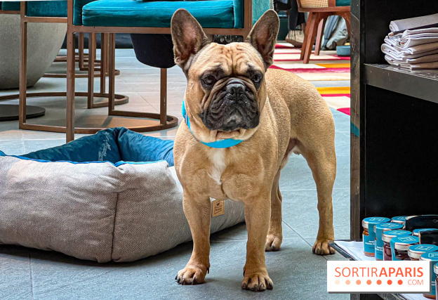 Le Doggy Brunch : le brunch gourmand entre chiens et maîtres à l'hôtel Kimpton Saint Honoré Paris - image00049
