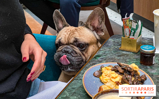 Le Doggy Brunch : le brunch gourmand entre chiens et maîtres à l'hôtel Kimpton Saint Honoré Paris