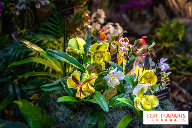 Mille et une orchidées 2025 - les photos