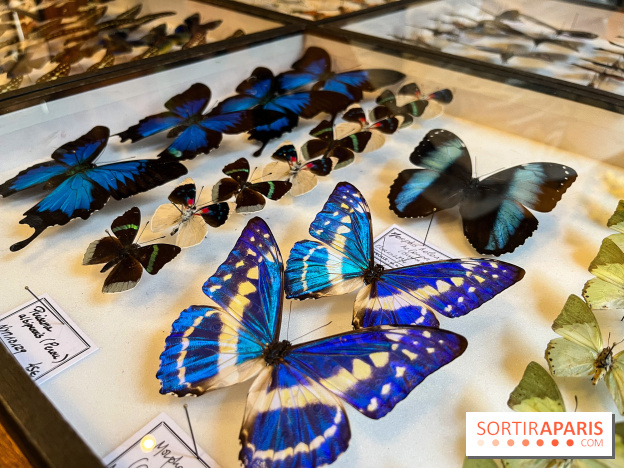 Deyrolle, l'incroyable cabinet de curiosités à Paris - nos photos