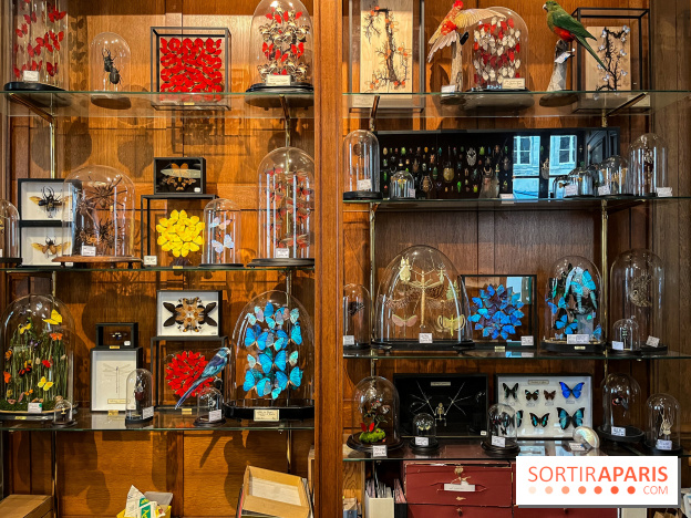 Deyrolle, l'incroyable cabinet de curiosités à Paris - nos photos
