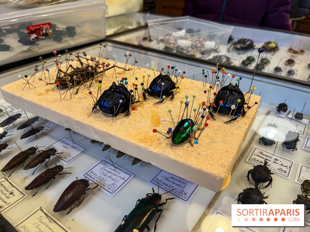 Deyrolle, l'incroyable cabinet de curiosités à Paris - nos photos