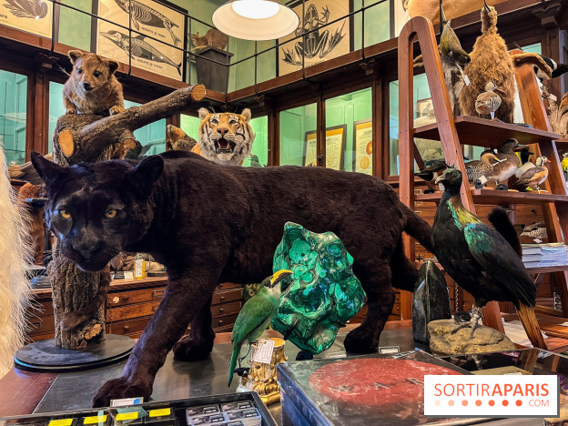 Deyrolle, l'incroyable cabinet de curiosités à Paris - nos photos