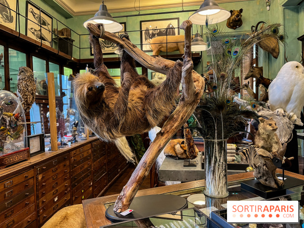 Deyrolle, l'incroyable cabinet de curiosités à Paris - nos photos