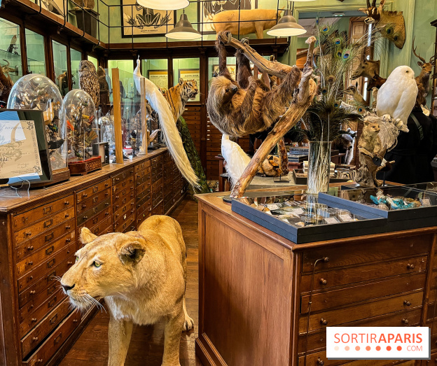 Deyrolle, l'incroyable cabinet de curiosités à Paris - nos photos