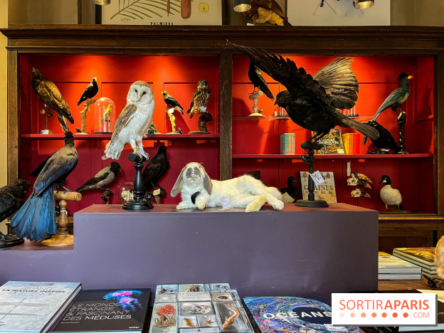 Deyrolle, l'incroyable cabinet de curiosités à Paris - nos photos