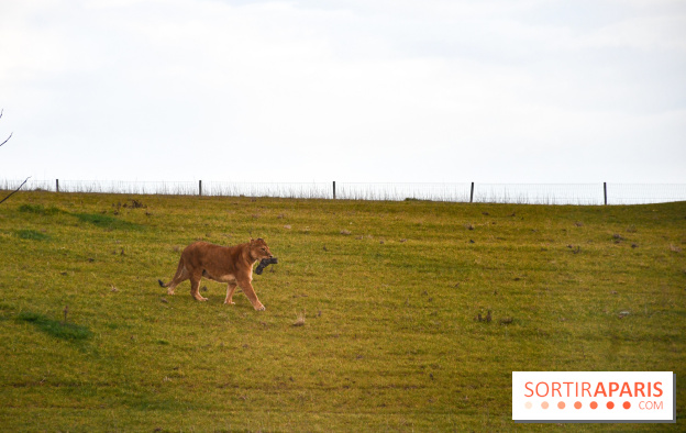 Le Royaume des Lions, l'hôtel immersif à la Lumigny Safari Reserve - nos photos - AF274443 0D37 4C96 9312 8AA58749569C