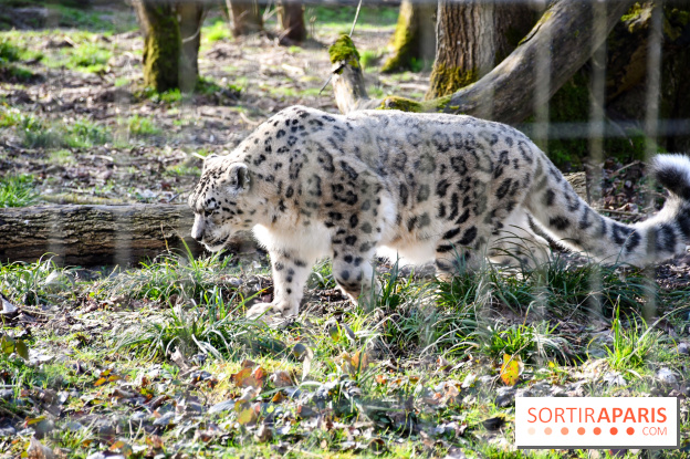 Lumigny Safari Reserve - nos photos - image00041