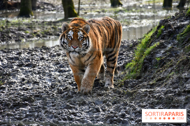 Lumigny Safari Reserve - nos photos
