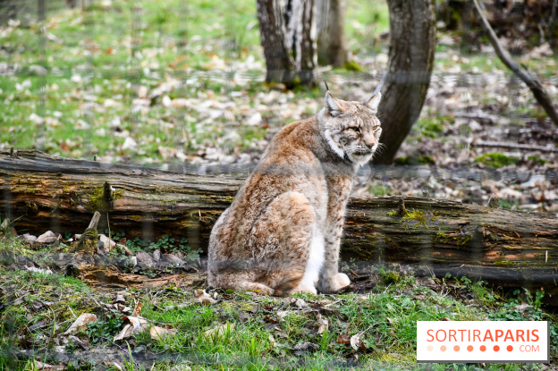 Lumigny Safari Reserve - nos photos - image00031