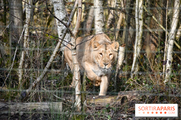 Lumigny Safari Reserve - nos photos