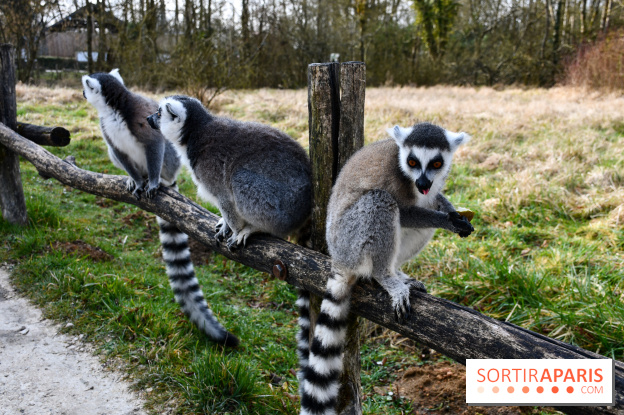 Lumigny Safari Reserve - nos photos