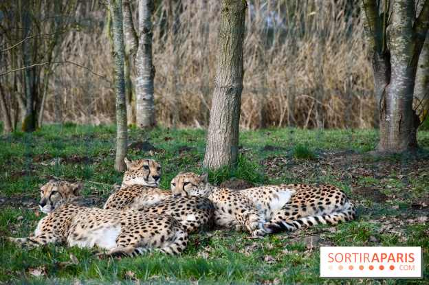 Lumigny Safari Reserve - nos photos