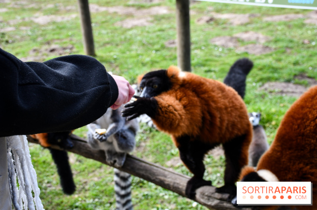 Lumigny Safari Reserve - nos photos - image00006