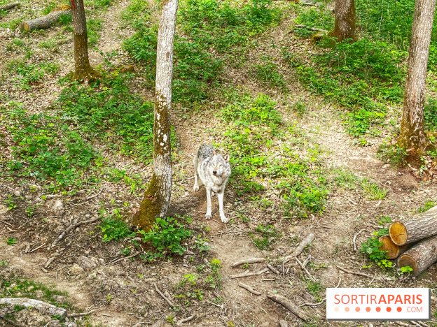 La Forêt des Loups - IMG 2103