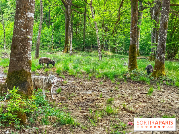 La Forêt des Loups - IMG 2127