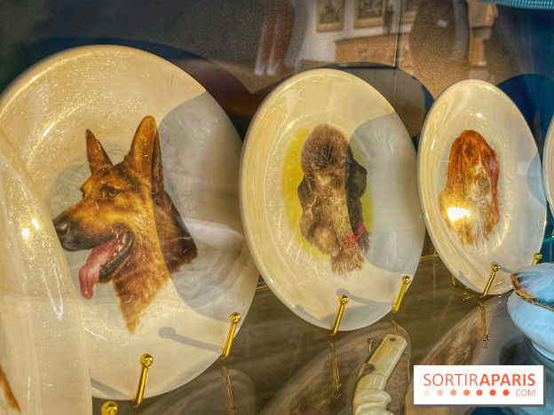 Collection dédié aux chiens