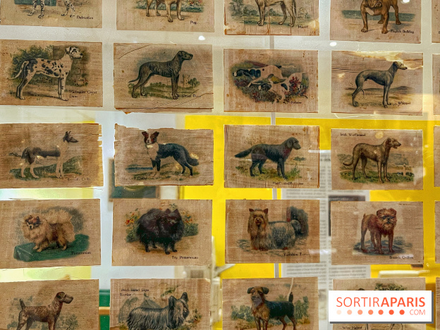 Collection dédié aux chiens - IMG 2327