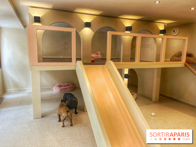 The Dogry - IMG 3591