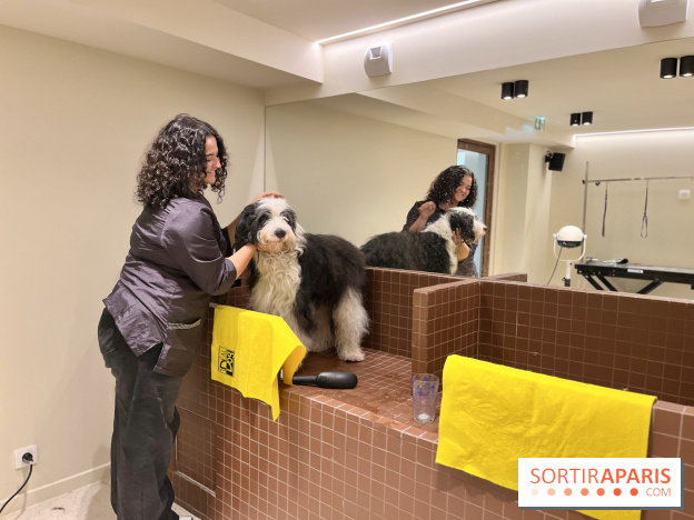 The Dogry - IMG 3595