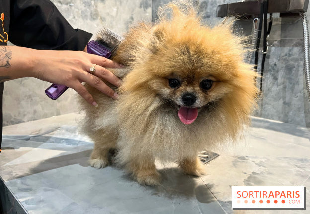 Patapwouf, le spot cani-friendly de Saint-Ouen - nos photos - 7E06A617 242A 4D26 AE25 EDA883B0FF2D