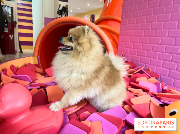 Patapwouf, le spot cani-friendly de Saint-Ouen - nos photos - AE8ADCA5 E843 42AC 8738 07BD7F10921B