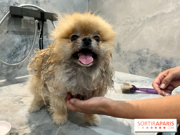 Patapwouf, le spot cani-friendly de Saint-Ouen - nos photos - F0F099CA D4D5 4057 8F22 EA80E51F0193