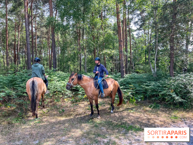 Balade en chevaux Henson en forêt de Fontainebleau