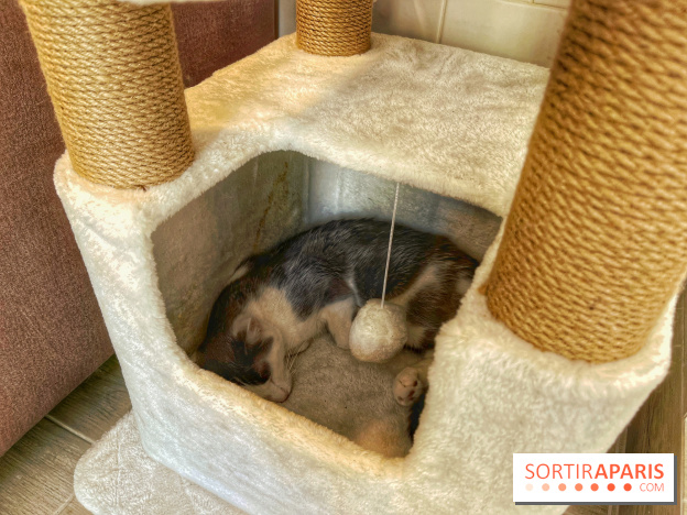 Chat-Rivari Café