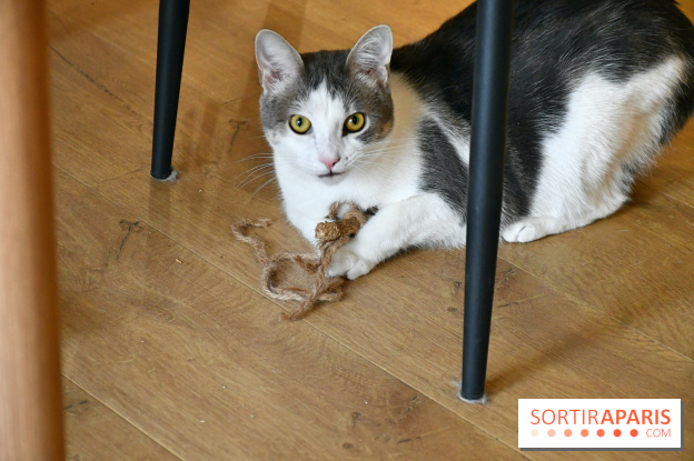 Koneko Work : le café coworking pour travailler en compagnie des chats - DSC 5251